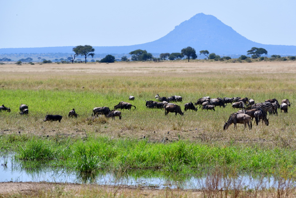 Tarangire NP